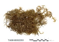 藏品(小蔓苔)的圖片